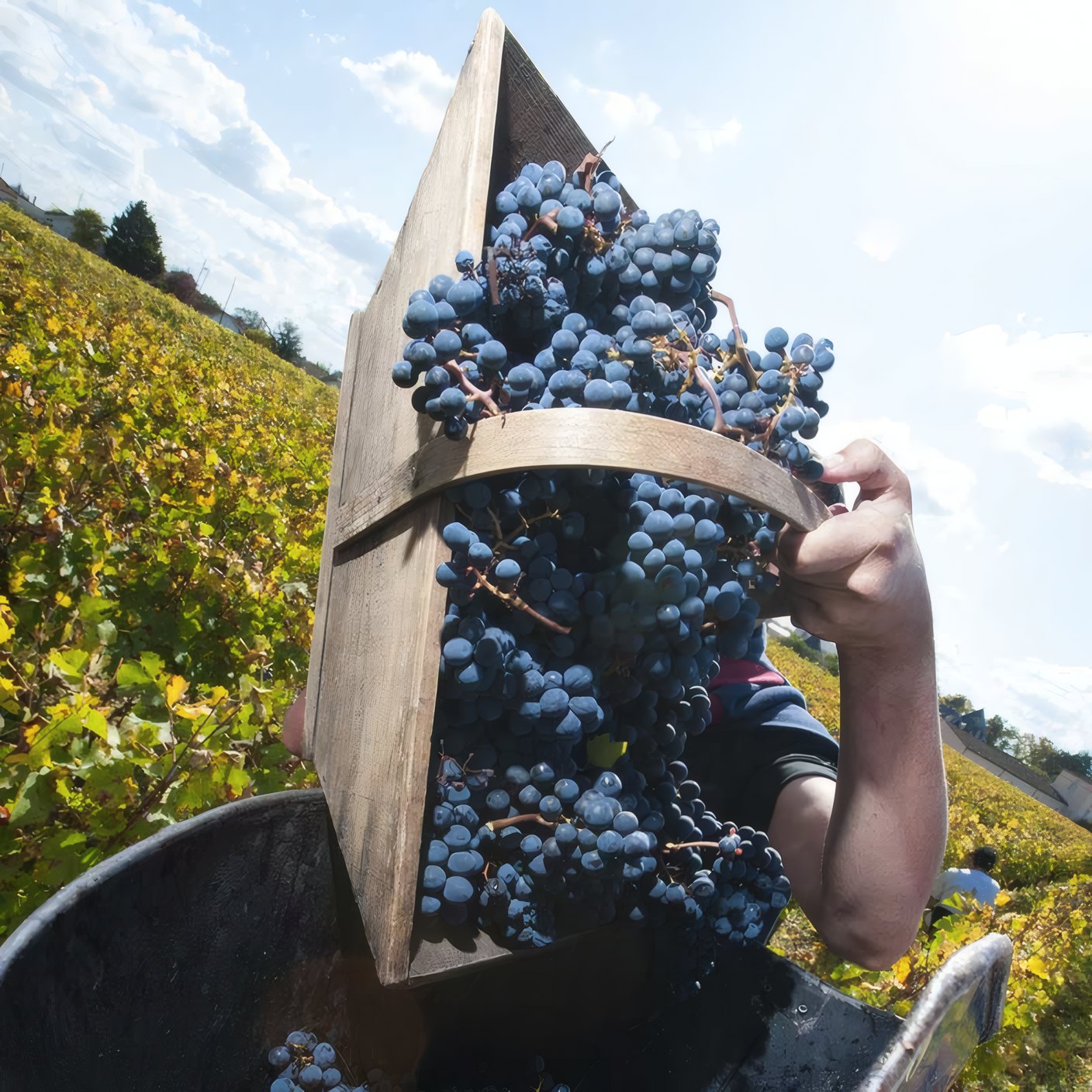 A picker tipping a basket of red grapes into the tub