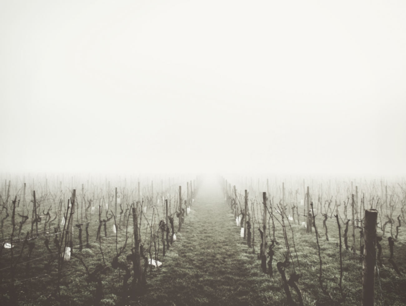 Discover Our Wine