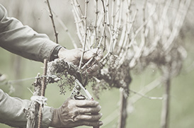 First Vineyard