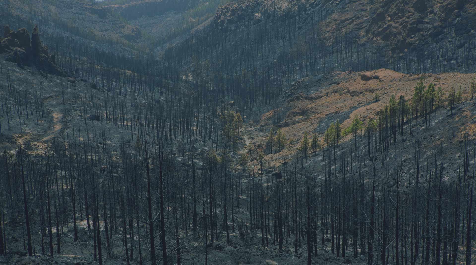 Fund Wildfire Recovery With Native Seed