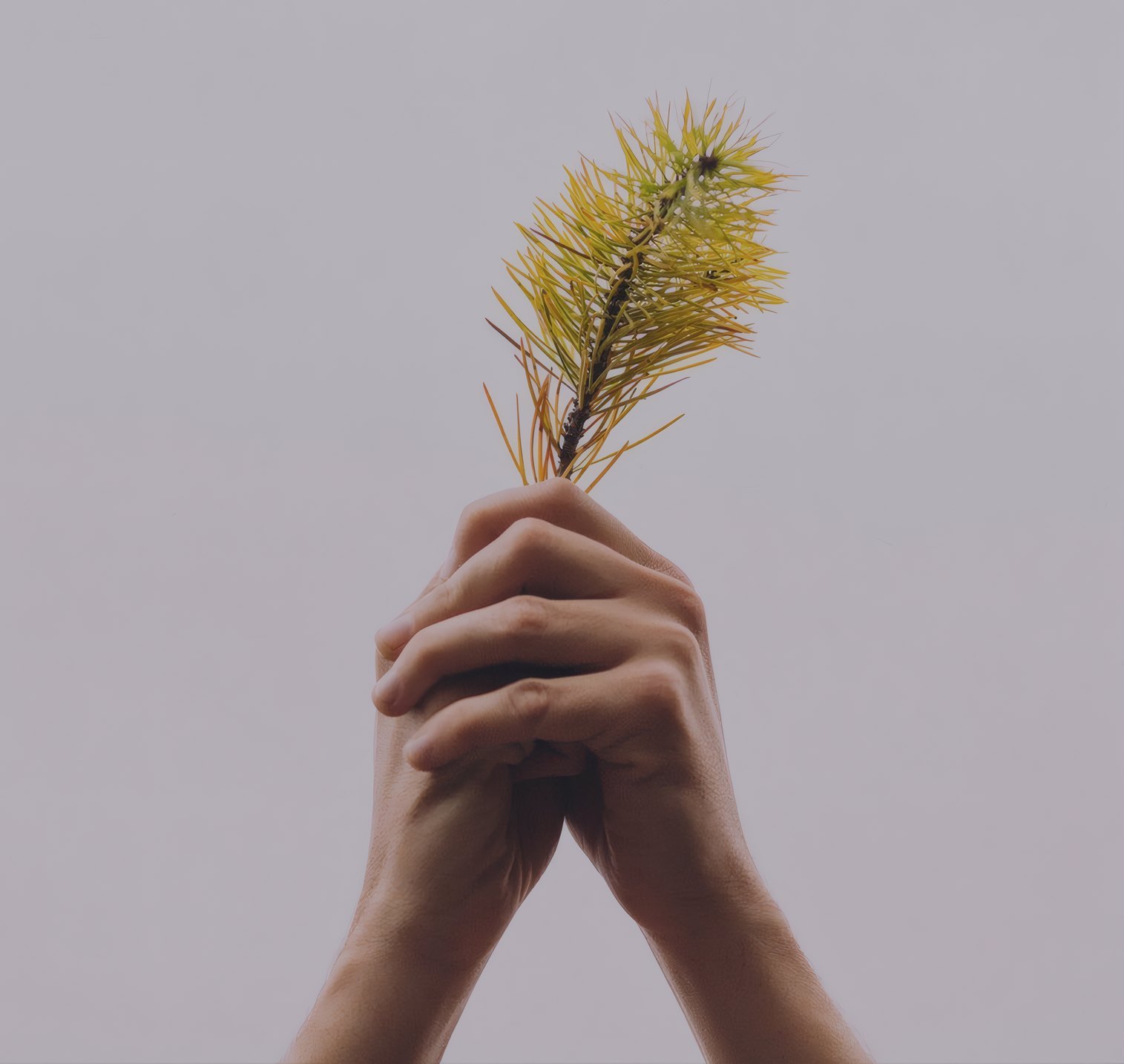 Hands holding a stem of grass