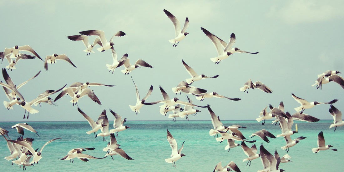 Gulls over the sea