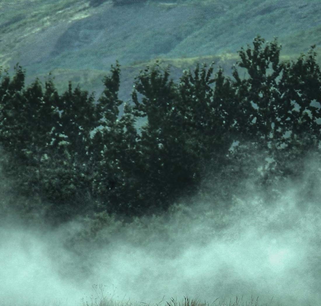 Cedar Creek Forest