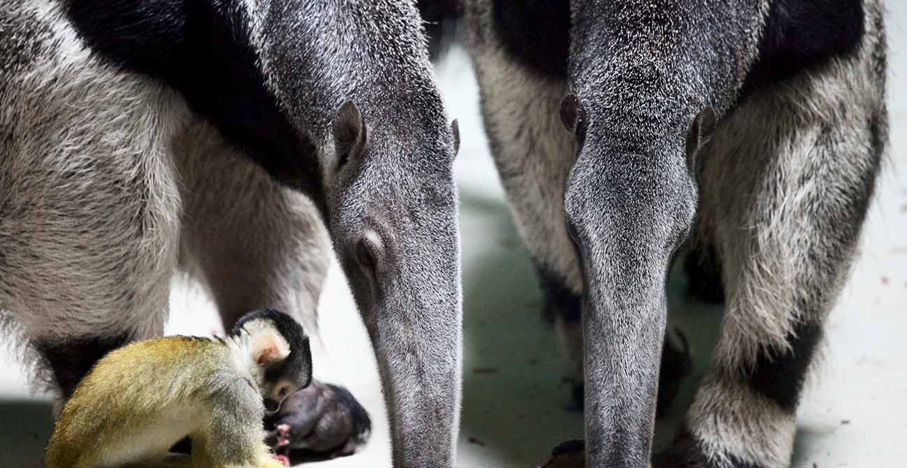 Giant Anteater, Vulnerable