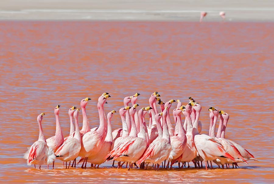 Flamingos on a salt lake