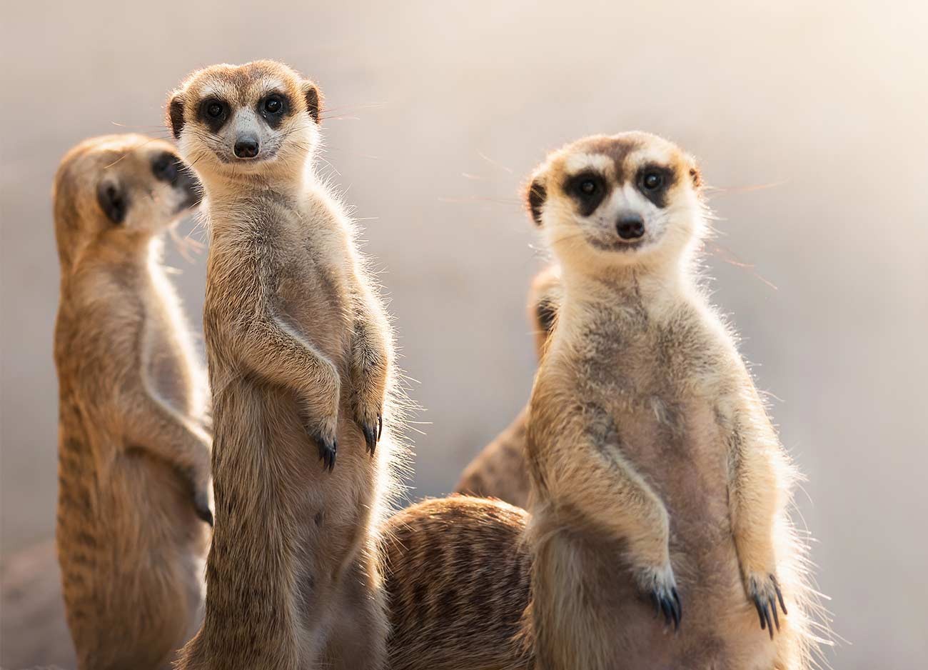 Three meerkats standing on watch