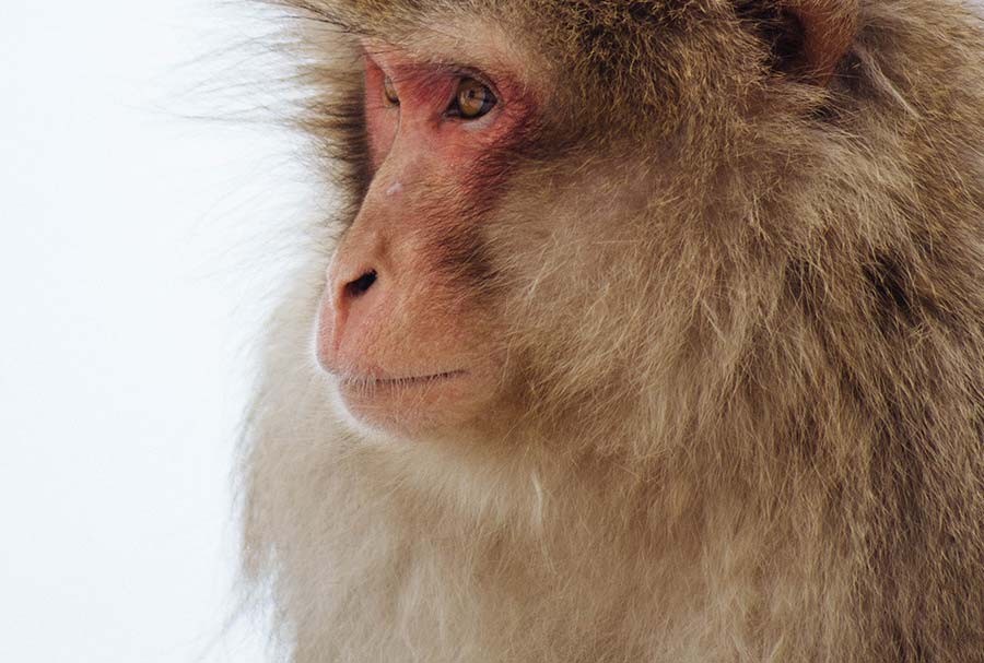 Snow Monkey Forests