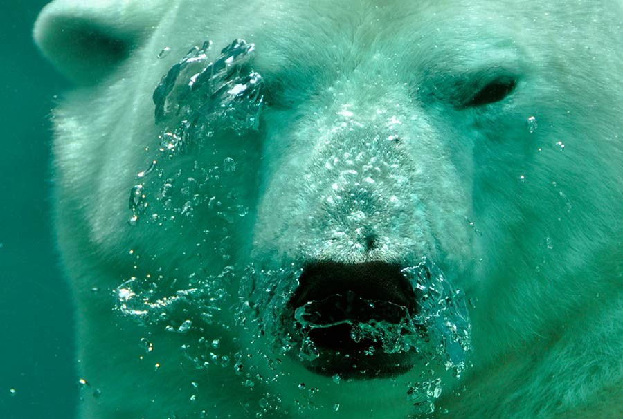 Polar Bear, Vulnerable