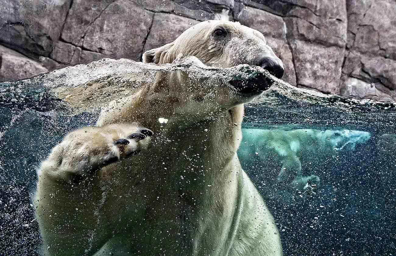 A polar bear swimming
