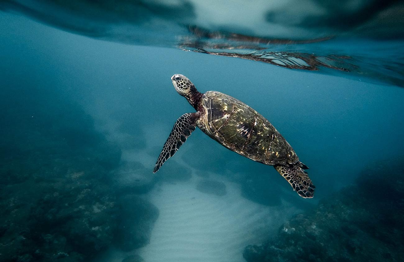 A green turtle swimming