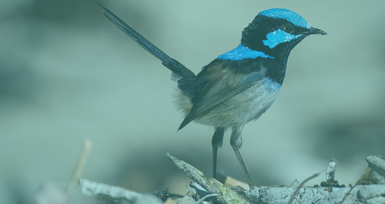 Wildlife Survey Walk