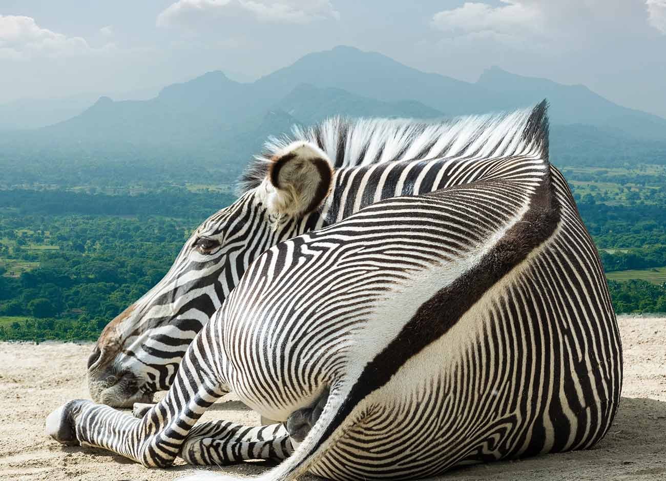The Grevy's Zebra Count
