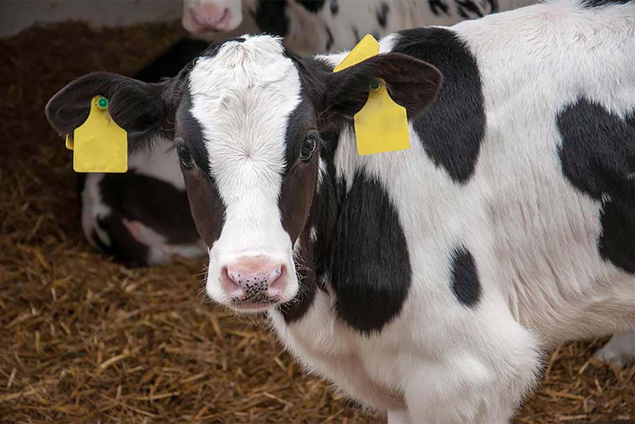 A young calf resting in the straw