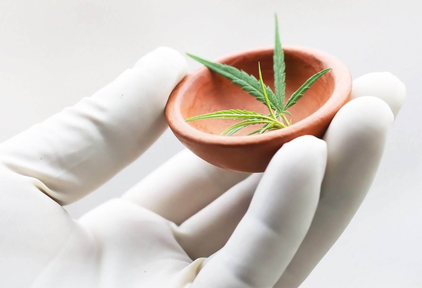 A gloved hand holding a clay bowl with a hemp leaf
