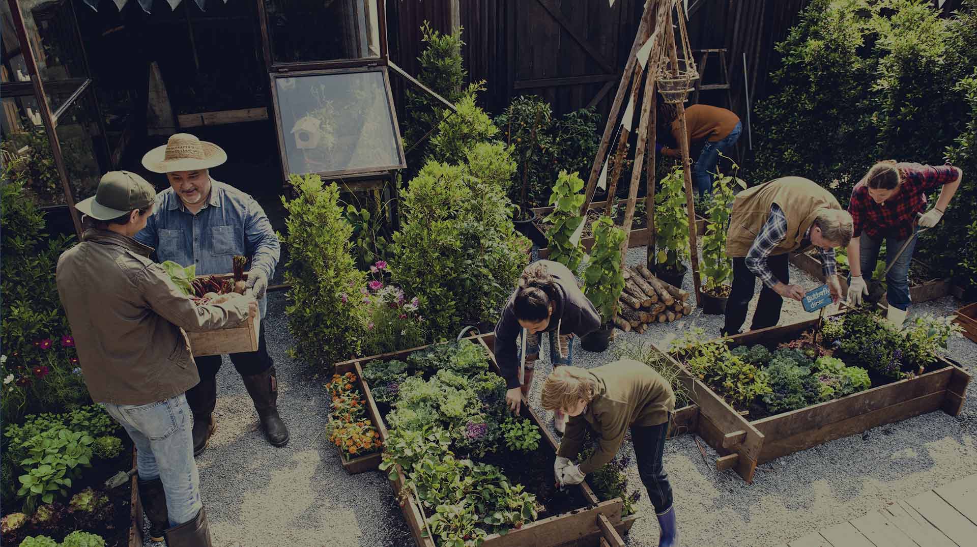 Growers working the raised beds
