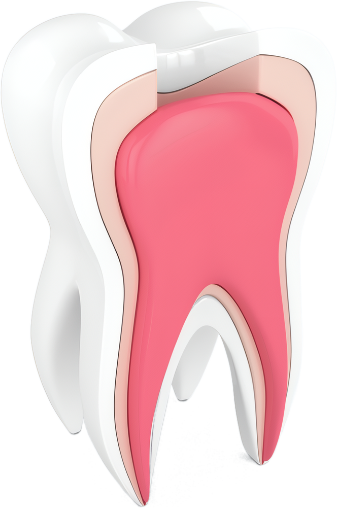 A cross-section render of a molar showing the enamel, dentine and pulp