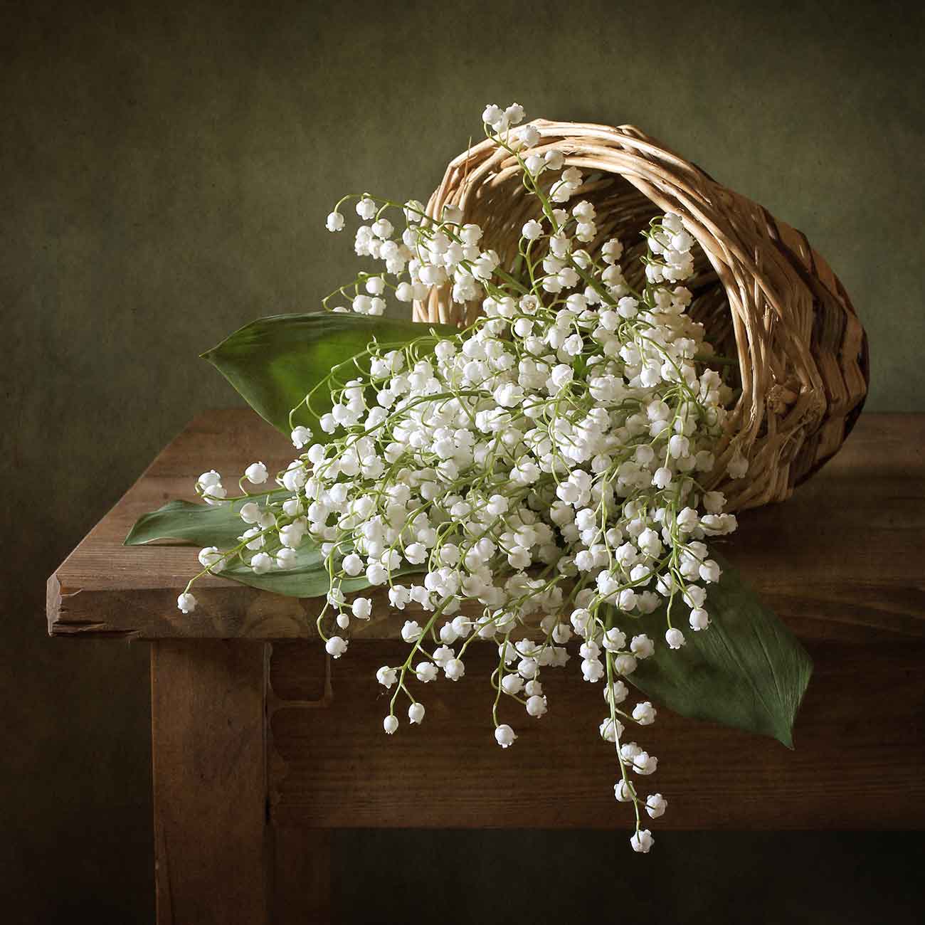 Lily Of The Valley