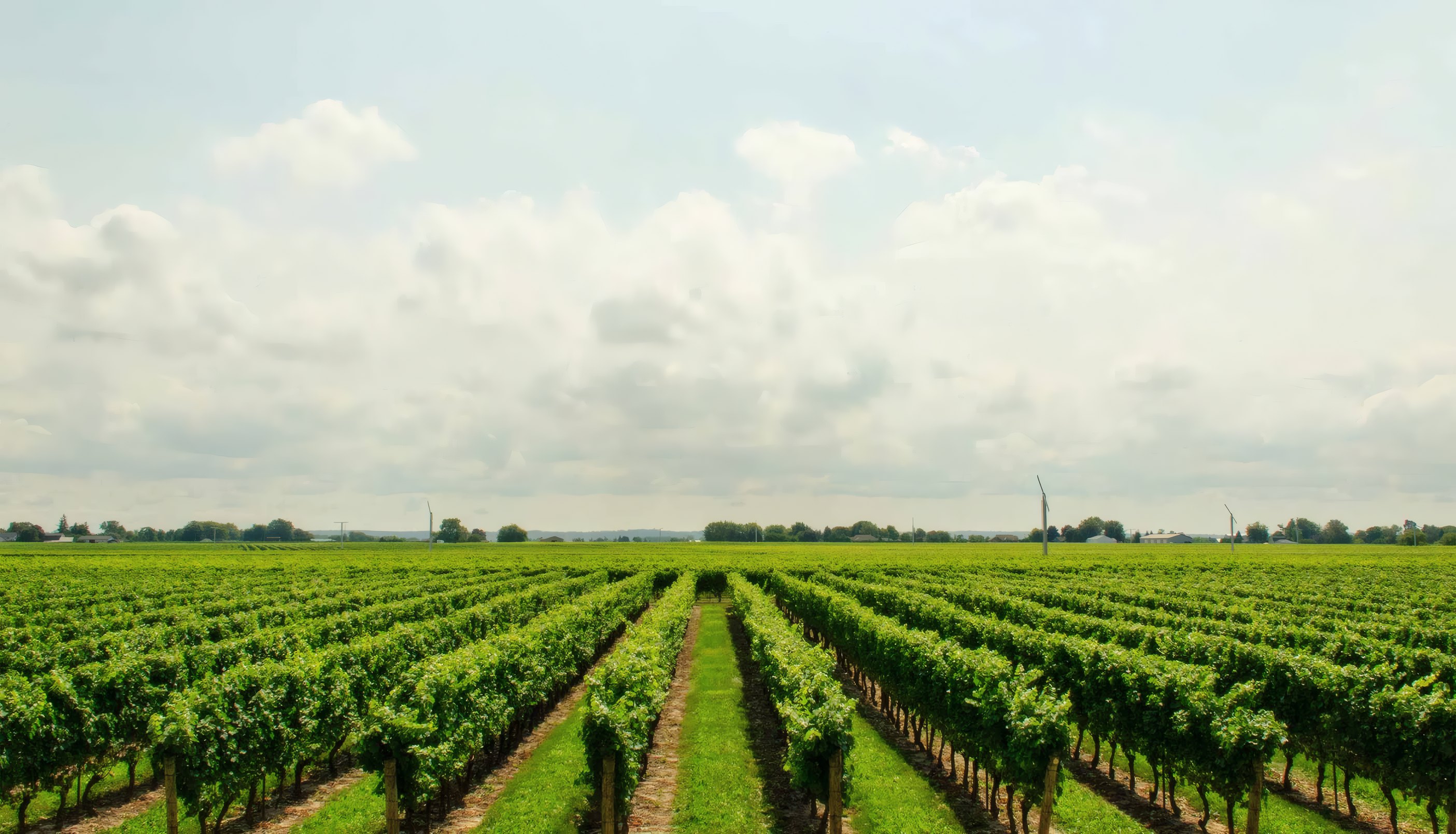 Rows of vines on the family hill in summer