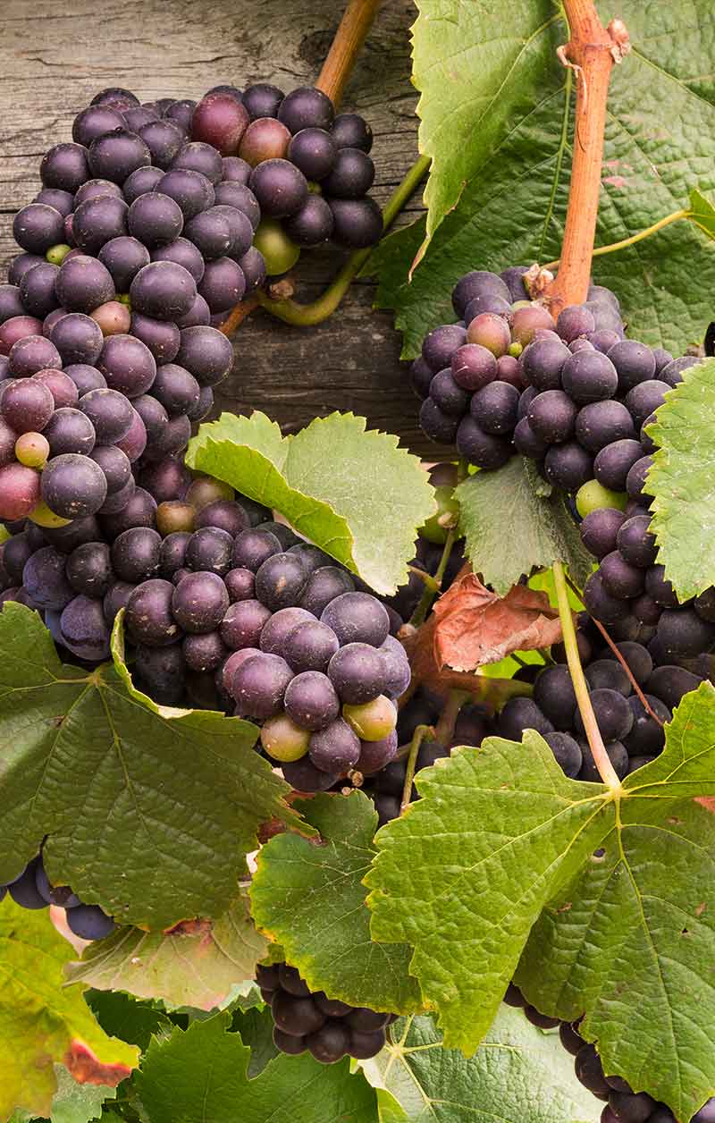 Sangiovese clusters on the vine