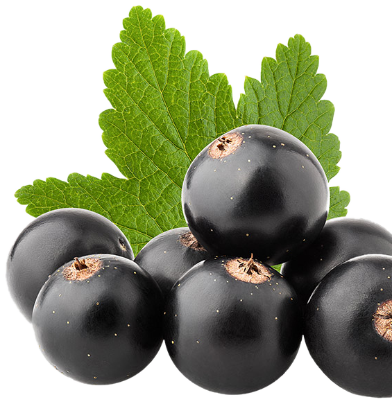 Blackcurrants, in season in July