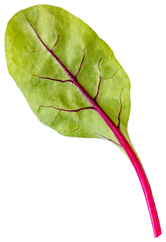 Swiss Chard