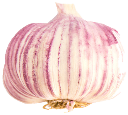 Pink Garlic
