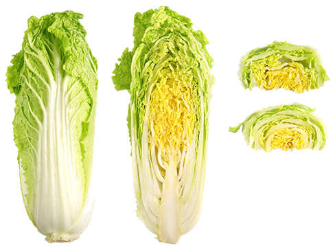 Napa Cabbage