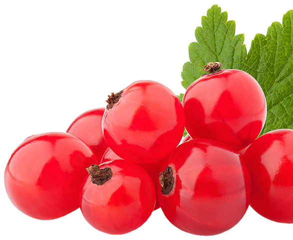 Redcurrants, in season in June