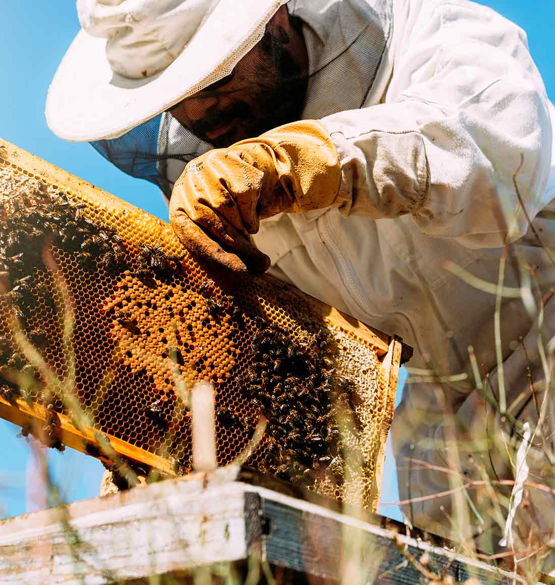 Honey Extraction Morning