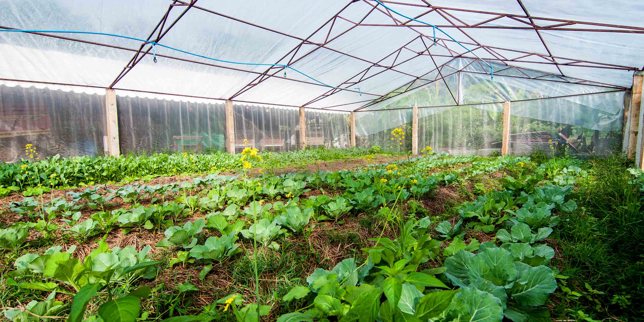 The frame of a greenhouse over young crops