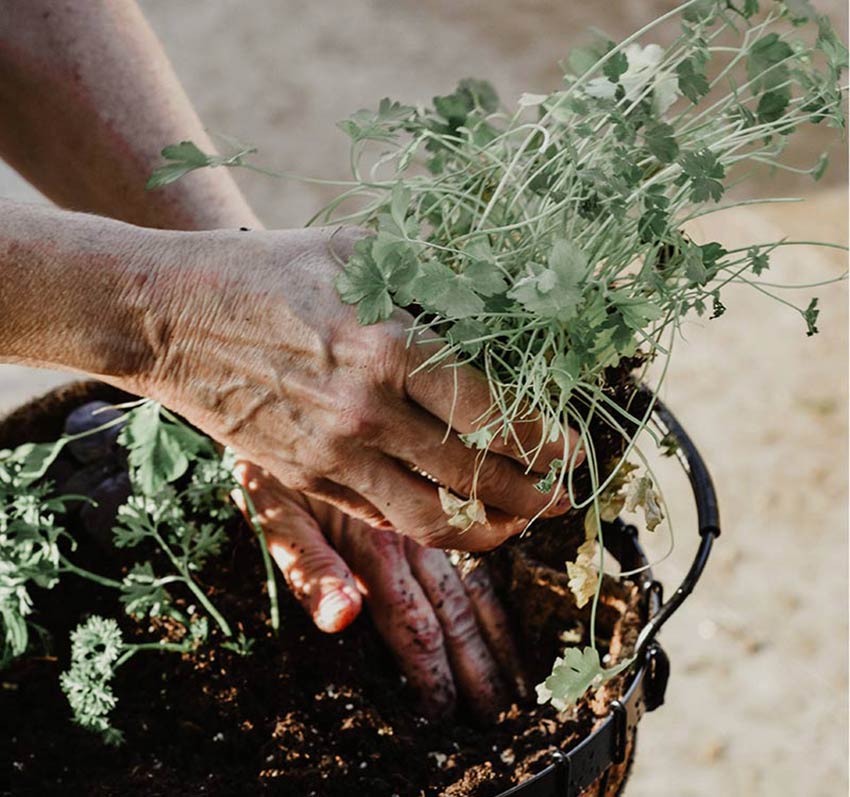 Hands lifting a basil plant from the soil