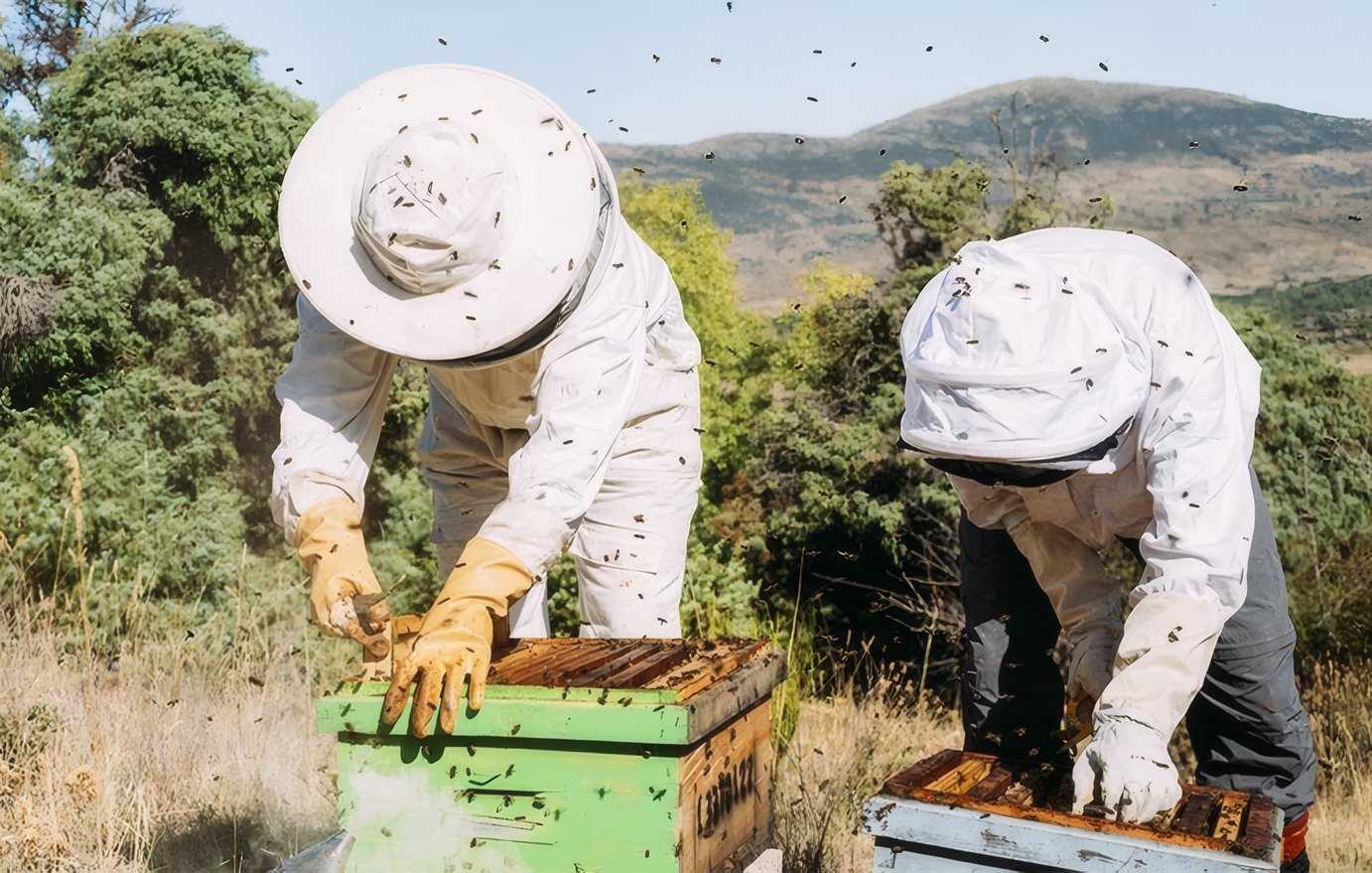 Meadow Apiary, Tivoli