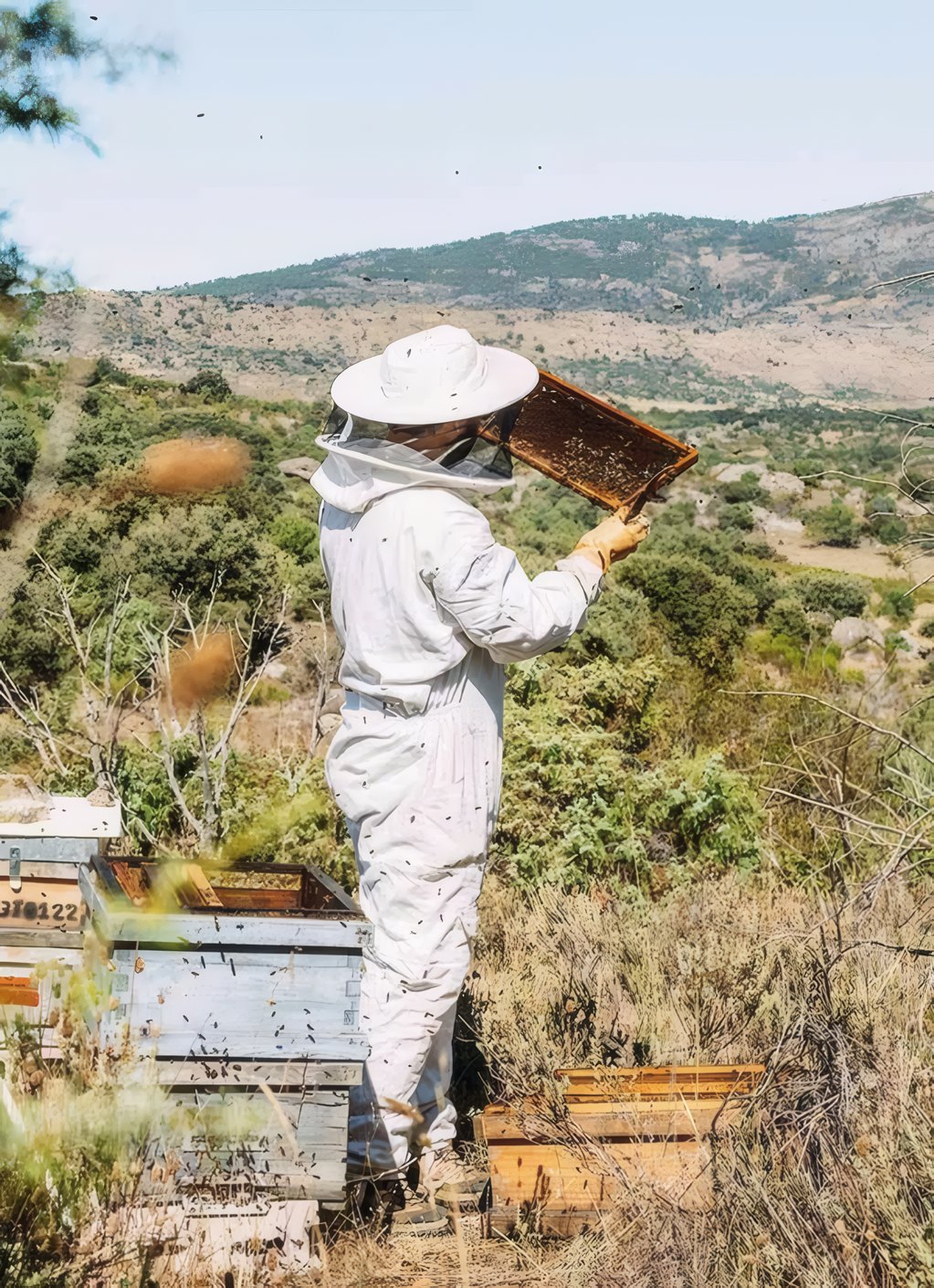 A beekeeper with a frame on a hillside apiary