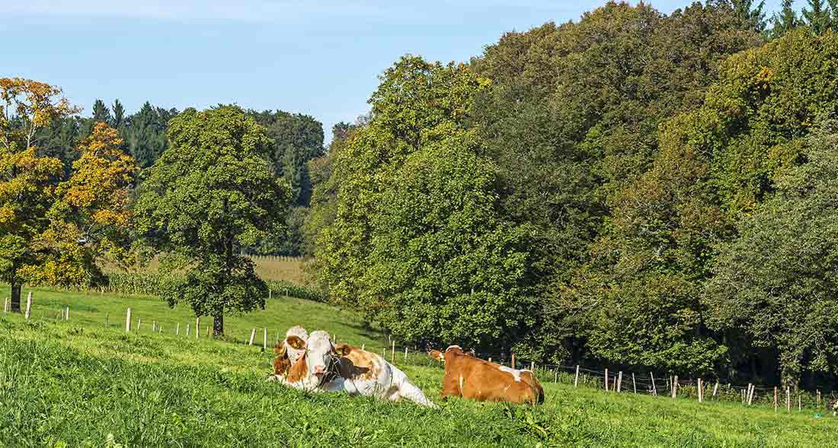 Cows grazing at the edge of a wood