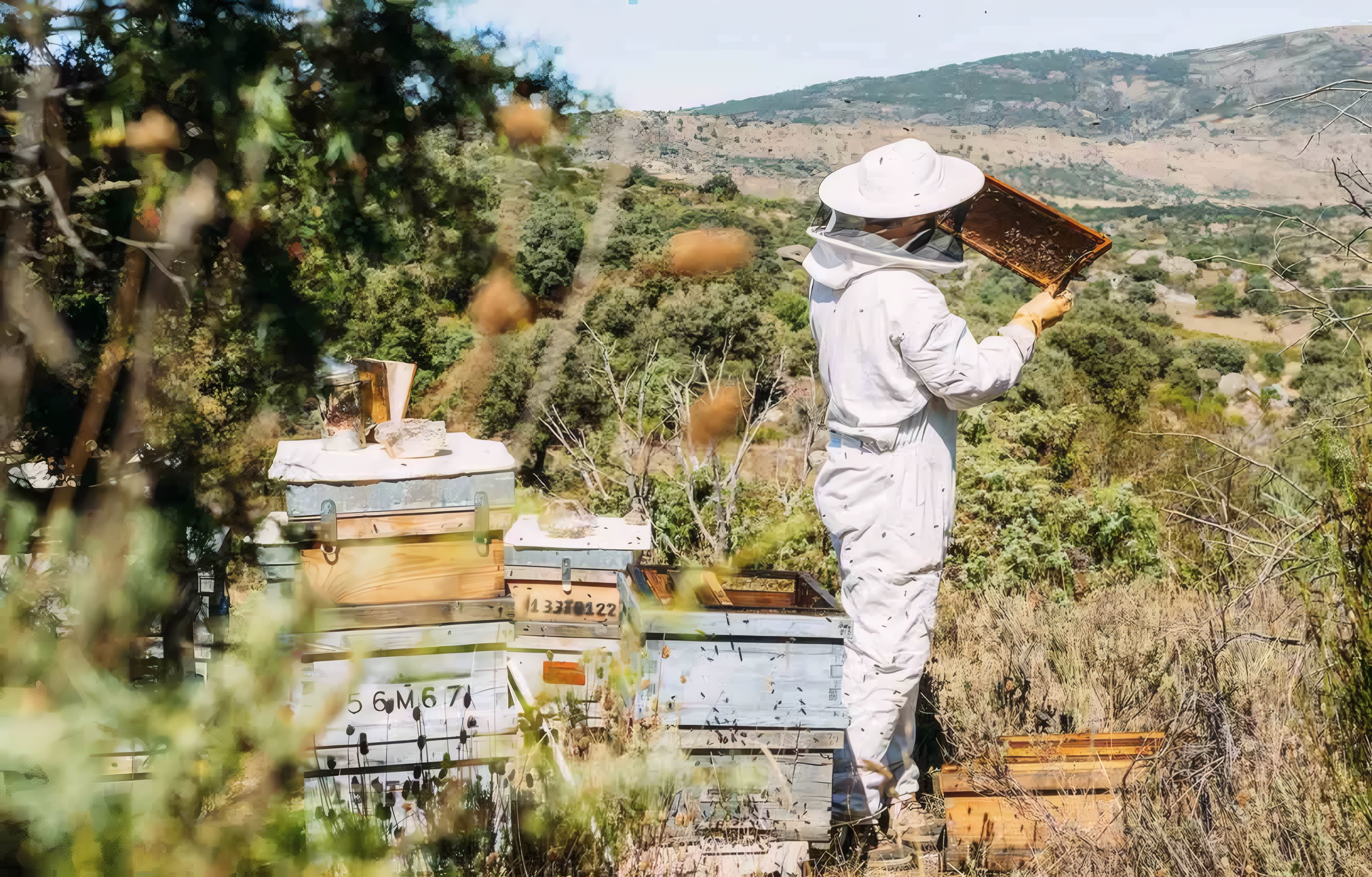 A beekeeper lifting a frame from a hive
