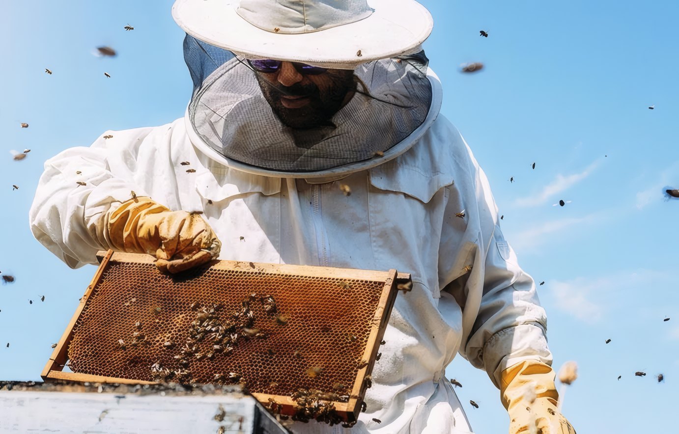 A beekeeper holds a frame of bees up to the light