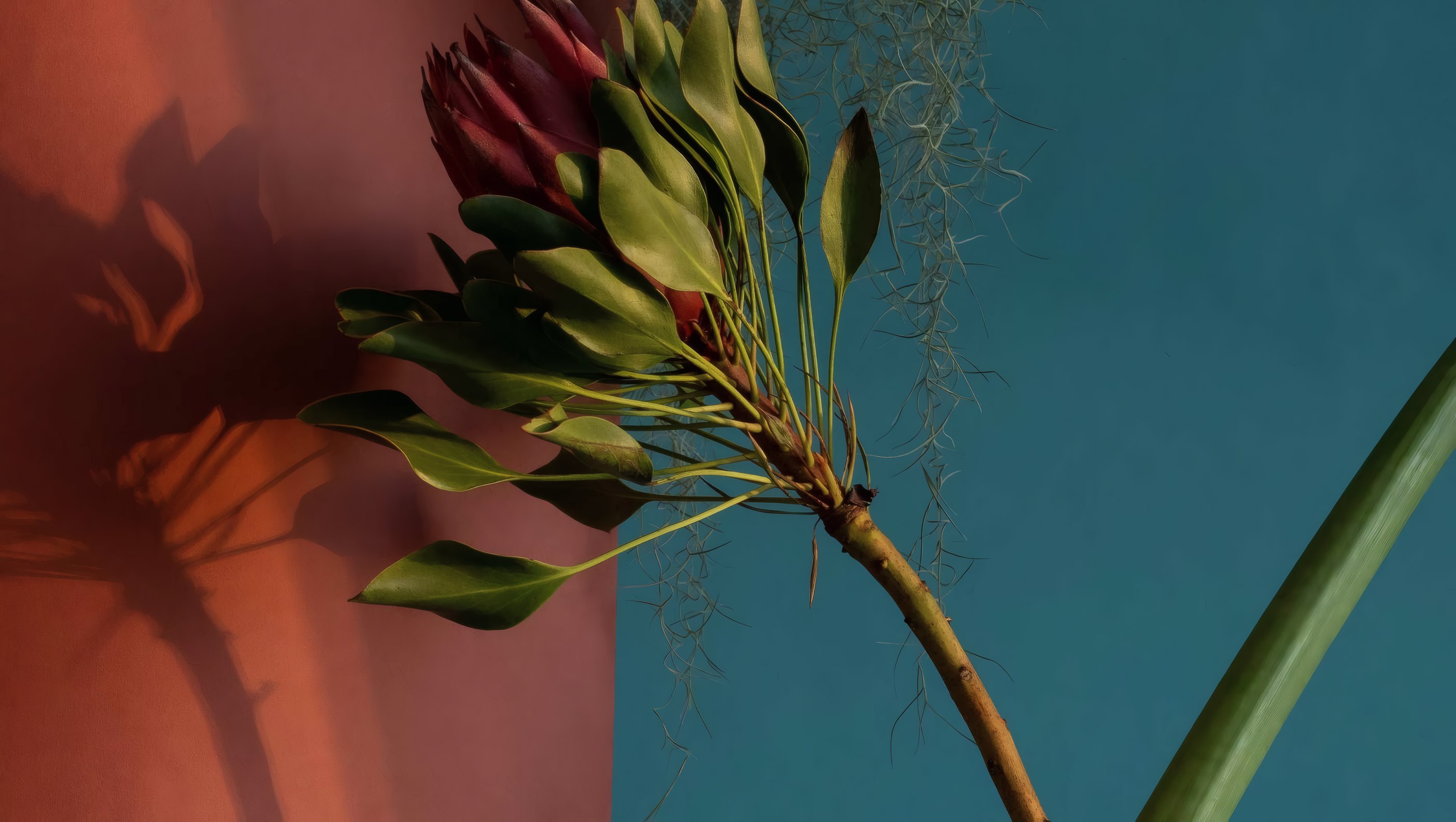 Terracotta & Petrol for Bloem Studio, frame 1