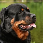 A Pawsada guest