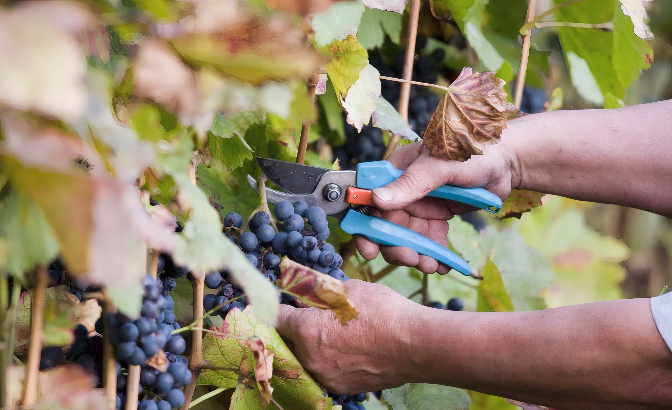 Secateurs cutting a cluster of red grapes