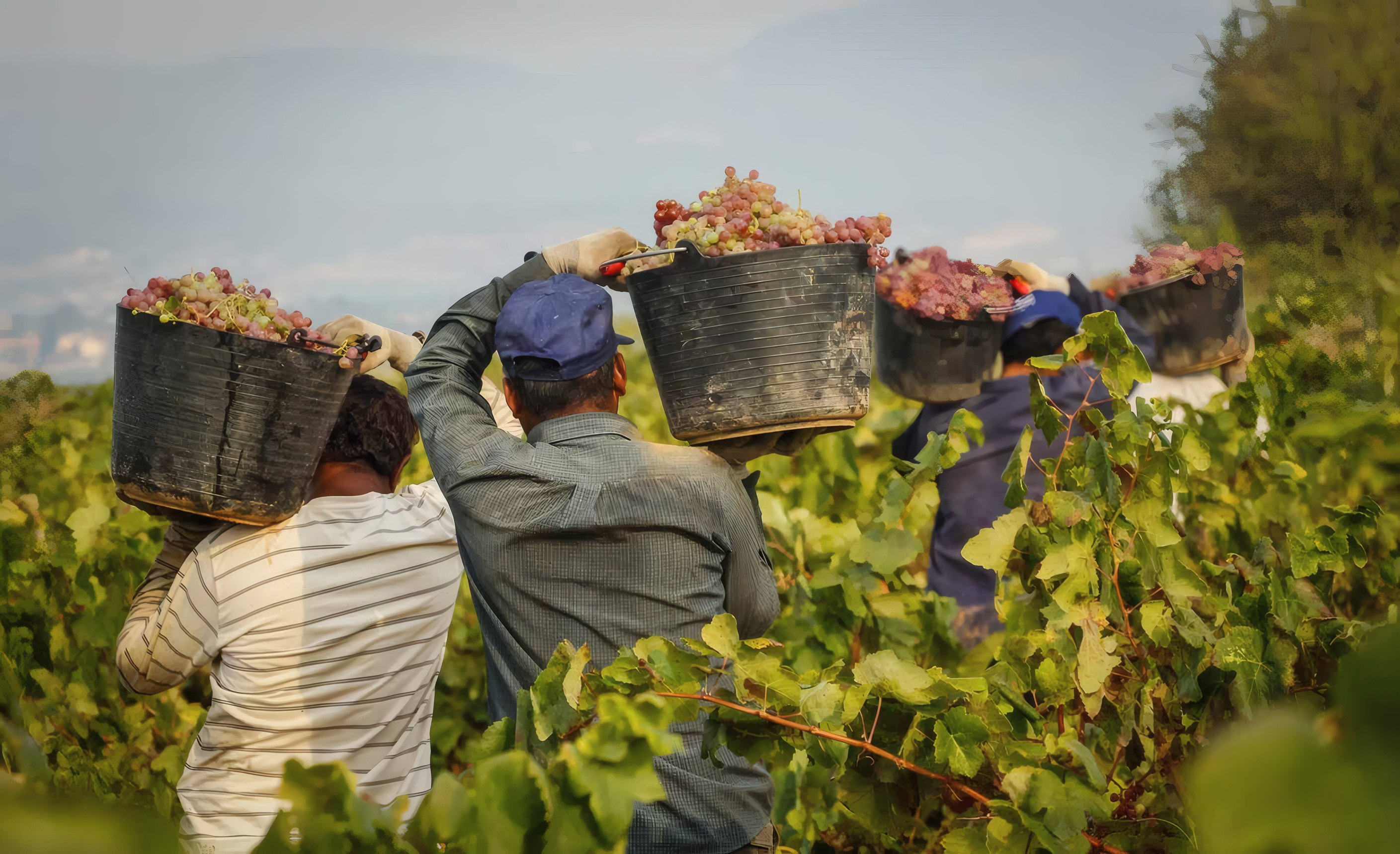 Pickers carrying baskets of grapes up the row