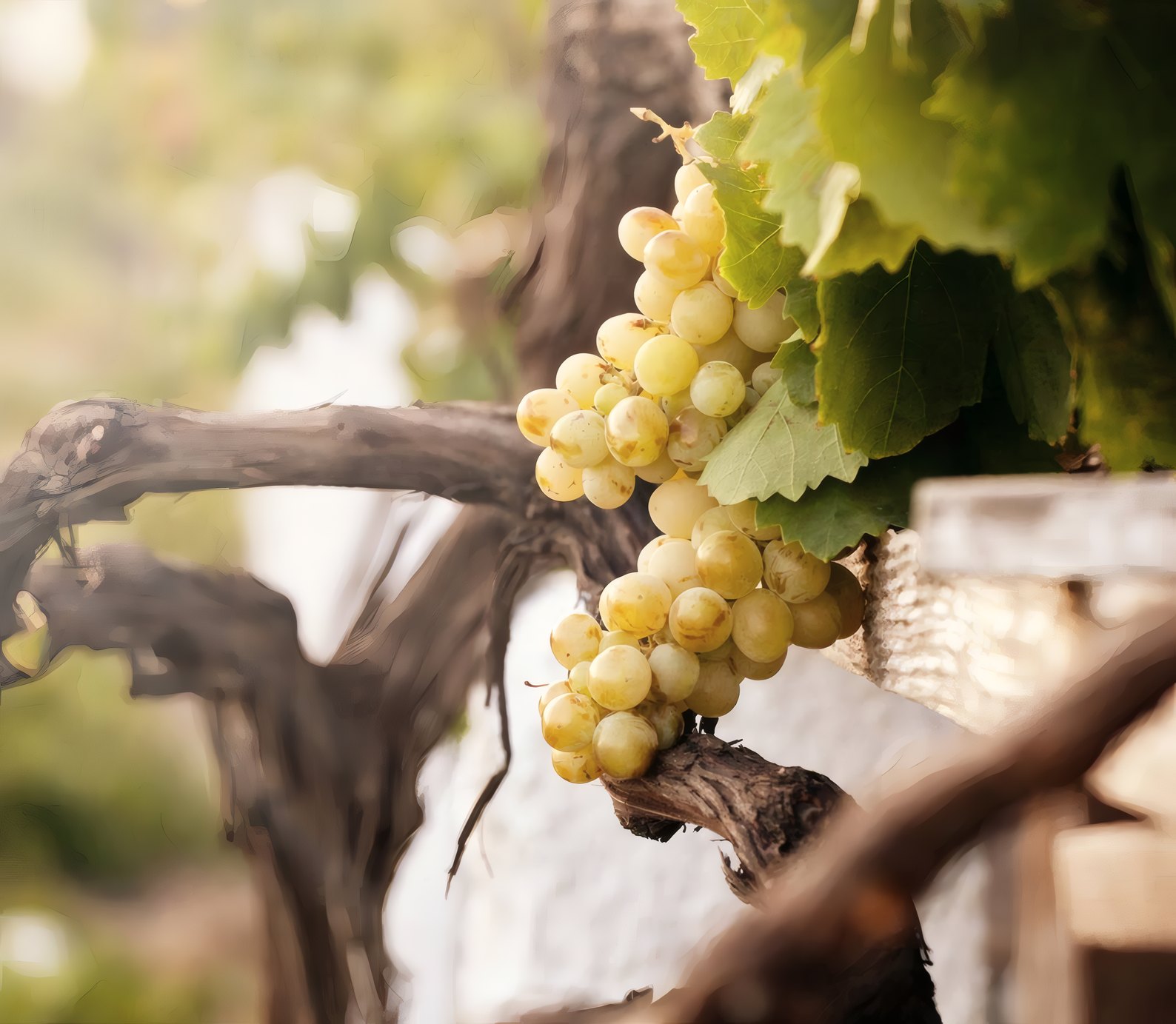 A cluster of white grapes on an old vine