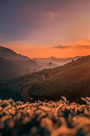 Tea gardens on the hills of Munnar