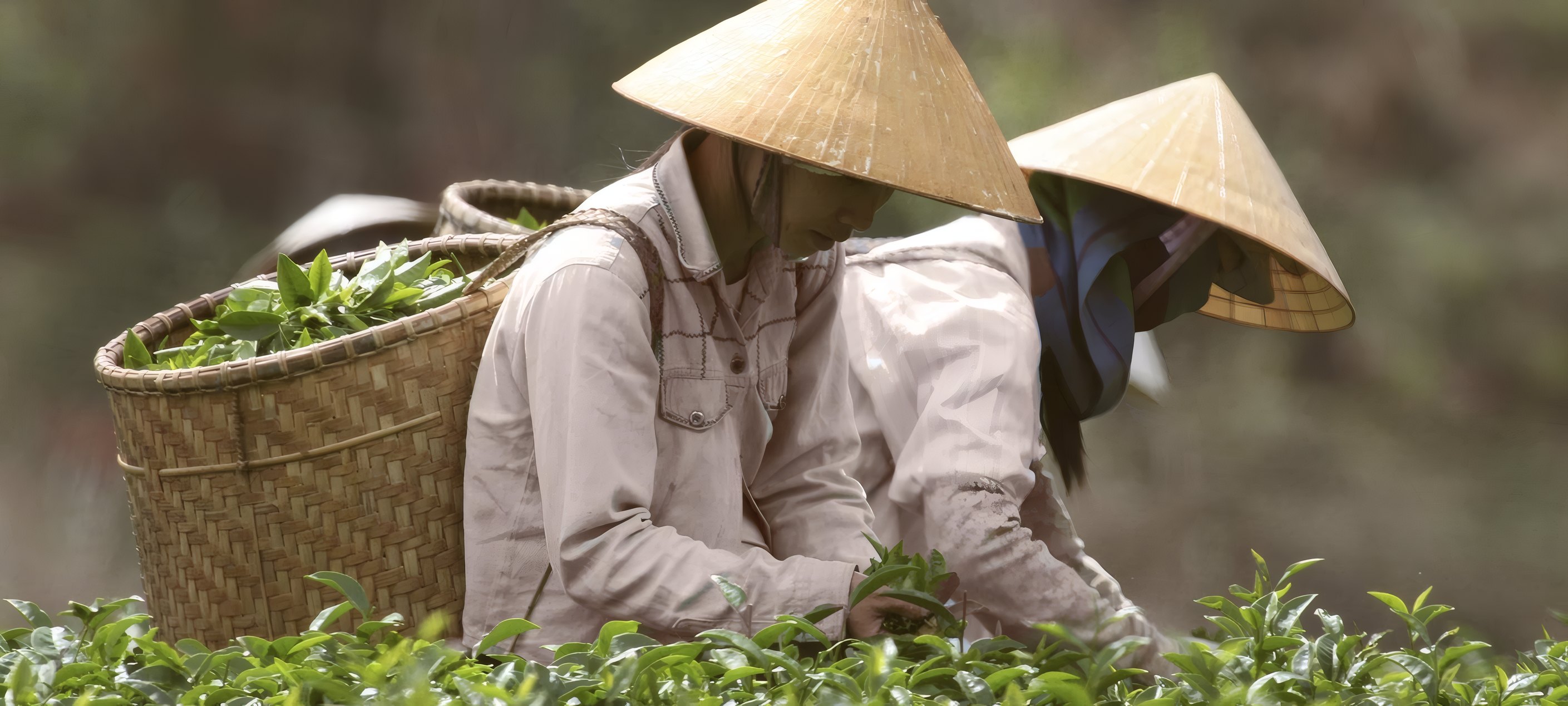 Pickers in conical hats among the tea bushes