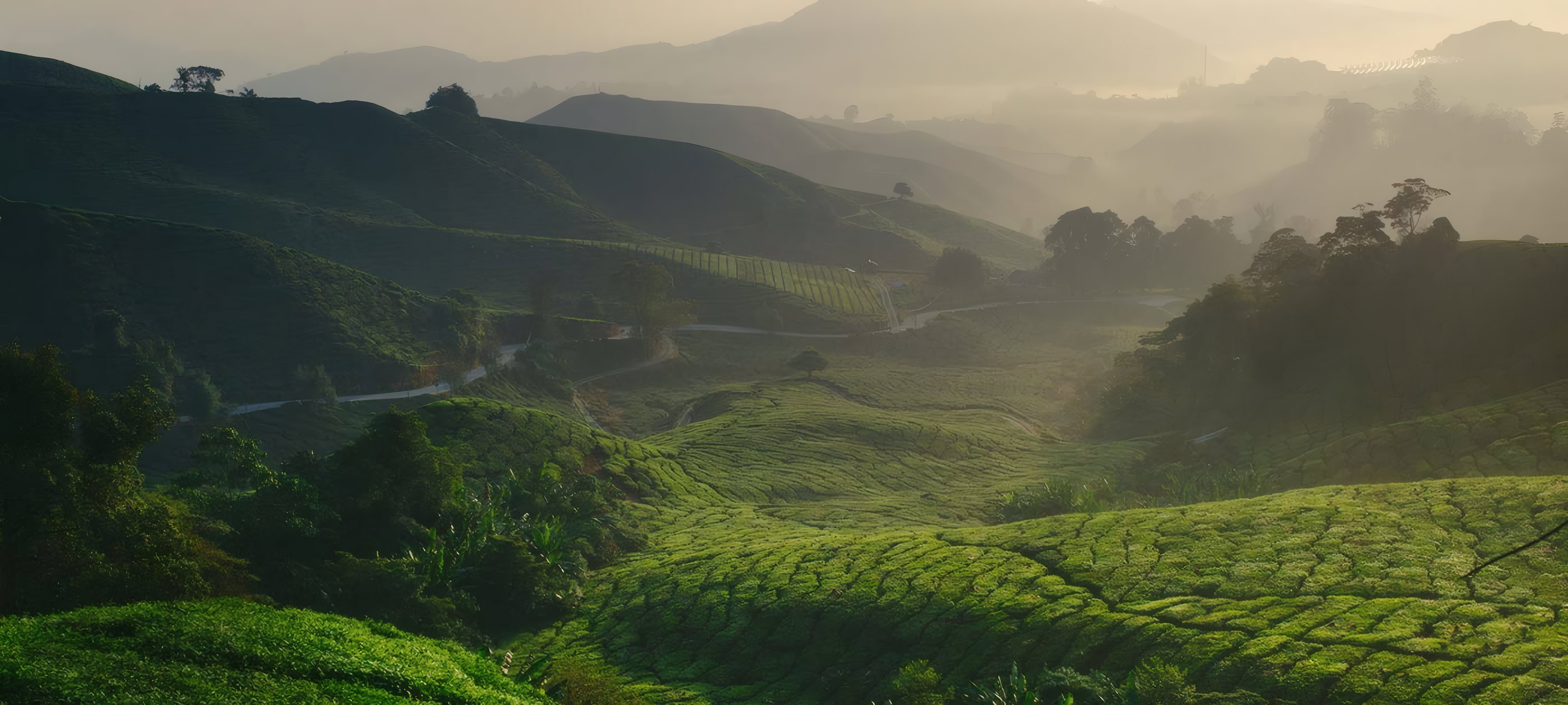 Tea terraces in the morning mist