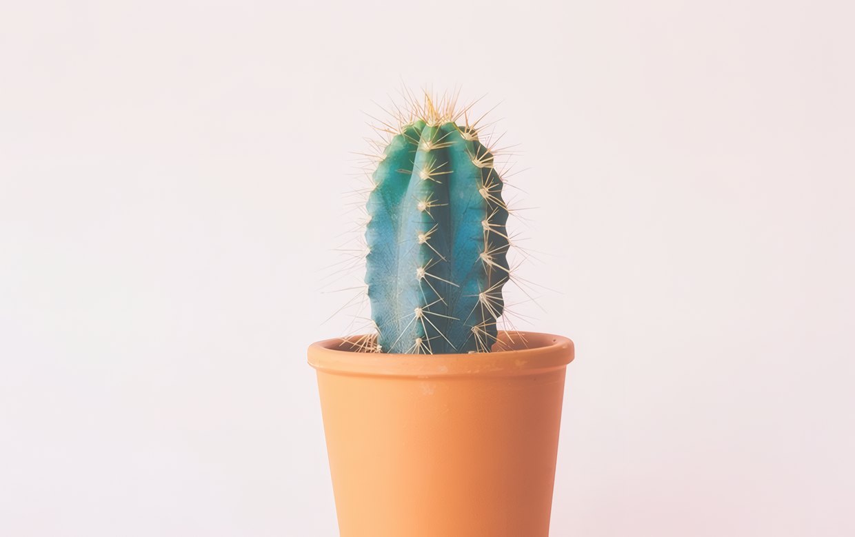 Terracotta & Petrol for Bloem Studio, frame 1