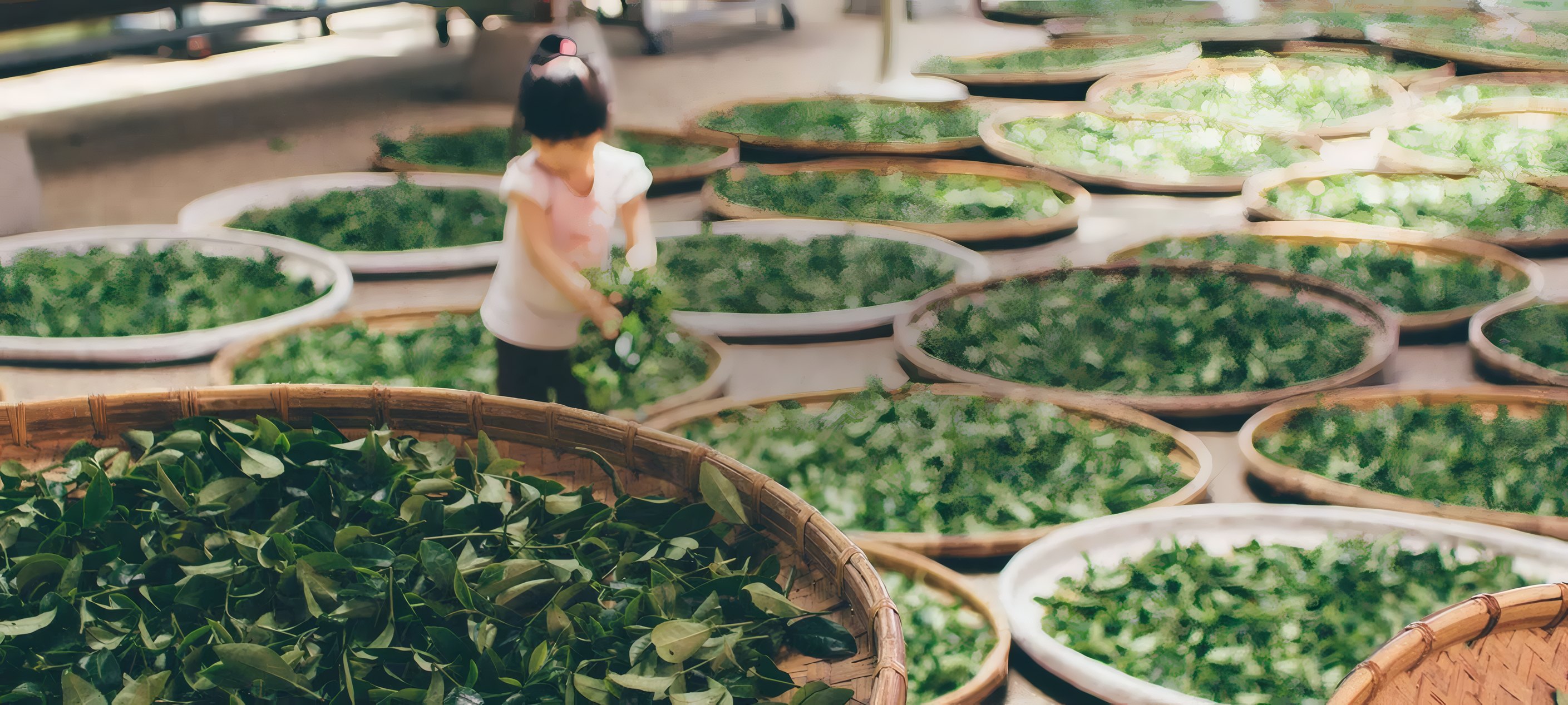 Fresh tea leaves withering on round bamboo trays