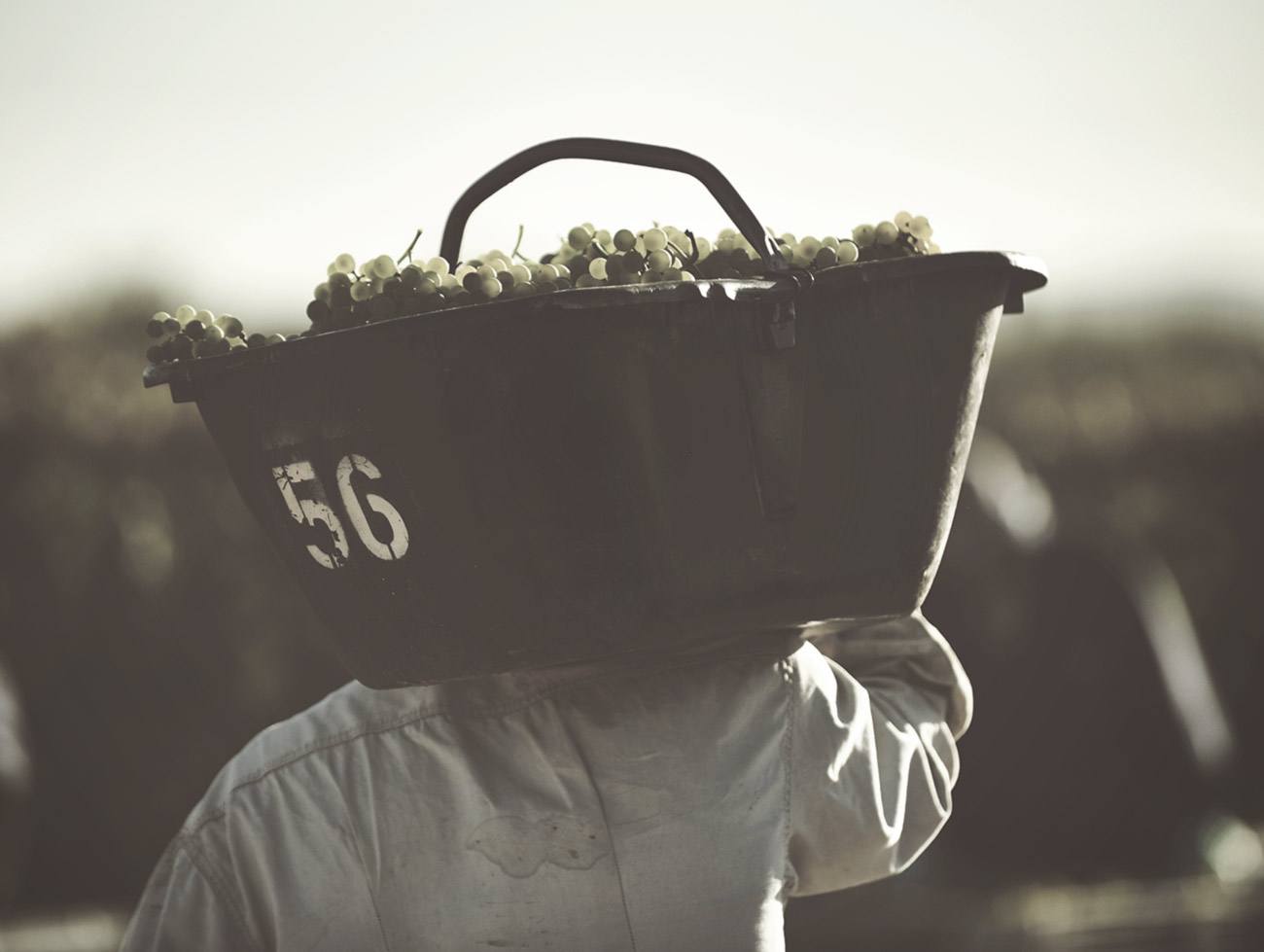 Harvest Experience