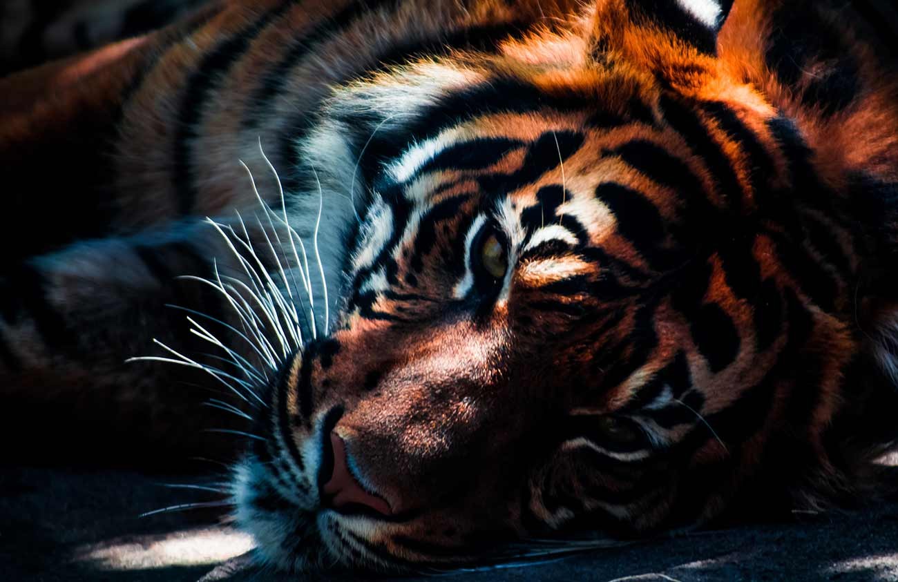 A Bengal tiger at rest