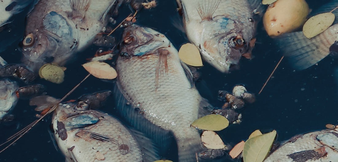 Fish under fallen leaves in a stream