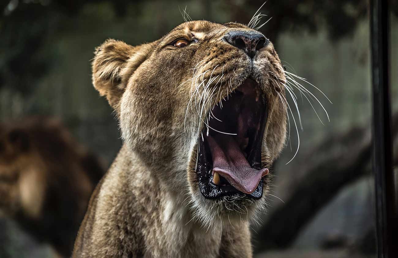 Lion, Vulnerable
